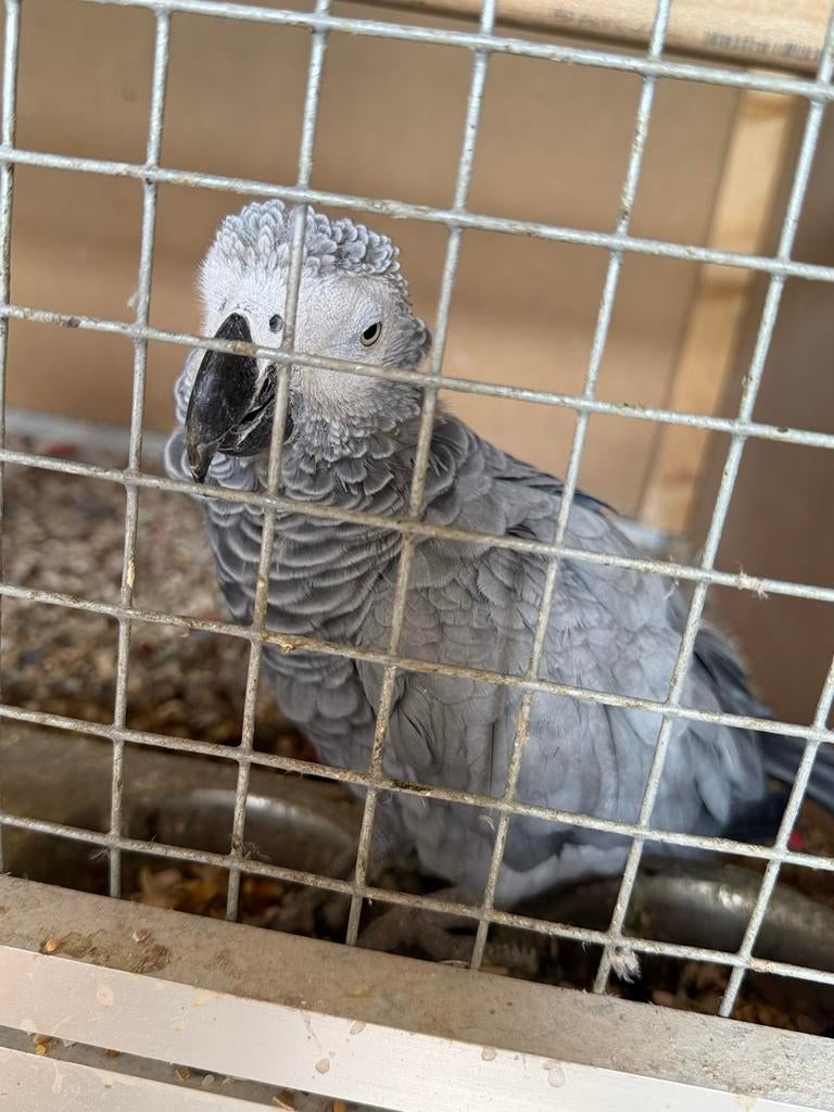 3 grijze roodstaart  papegaai te koop, Dieren en Toebehoren, Vogels | Parkieten en Papegaaien, Meerdere dieren, Papegaai