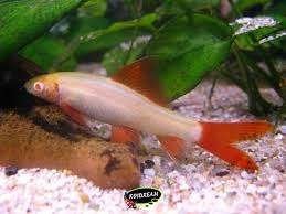 Labeo Frenatus Albino - Koidream Valburg, Dieren en Toebehoren, Vis, Zoetwatervis