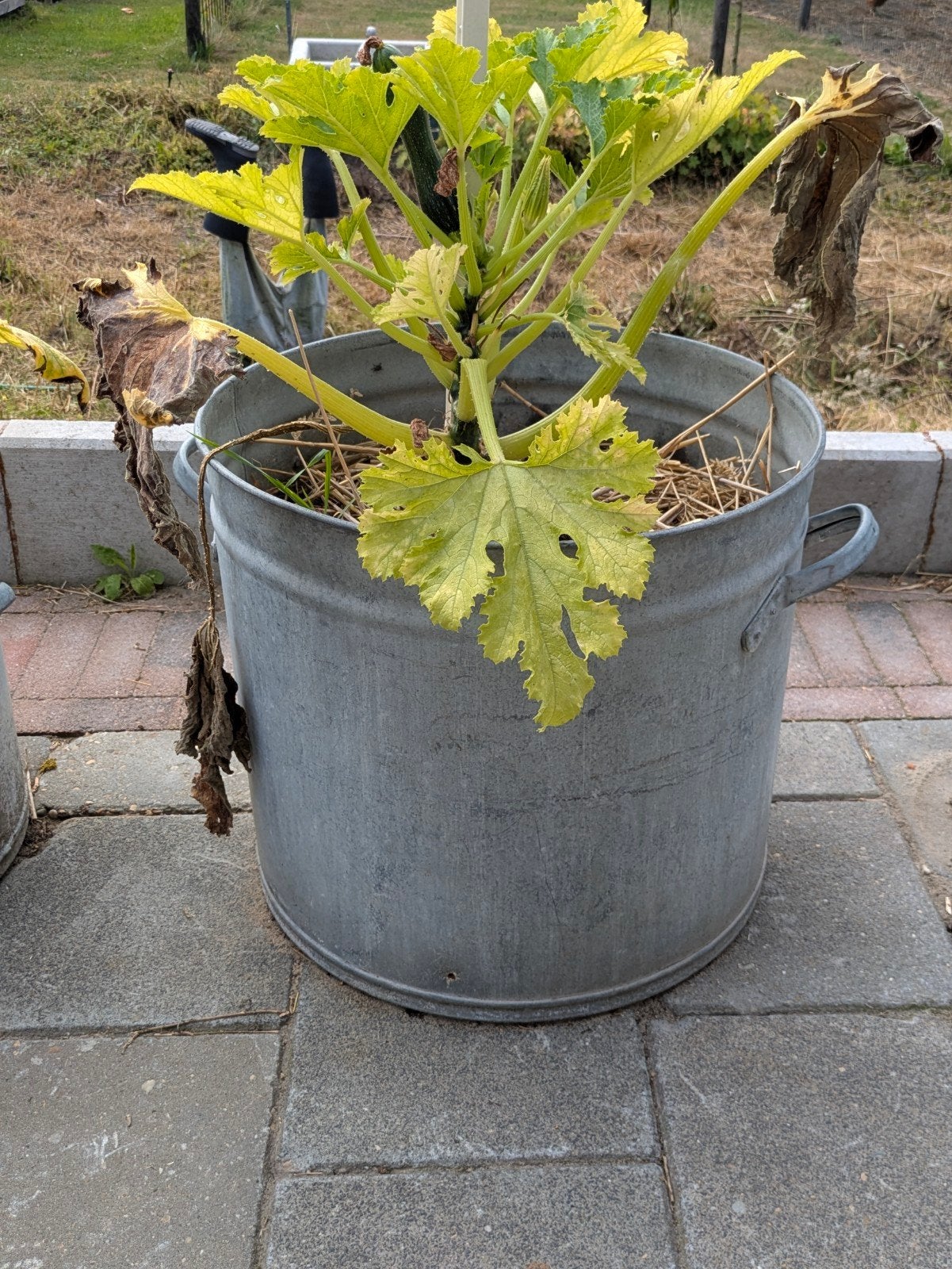 zinken teilen, Tuin en Terras, Ophalen, Gebruikt, Minder dan 30 cm, Rond