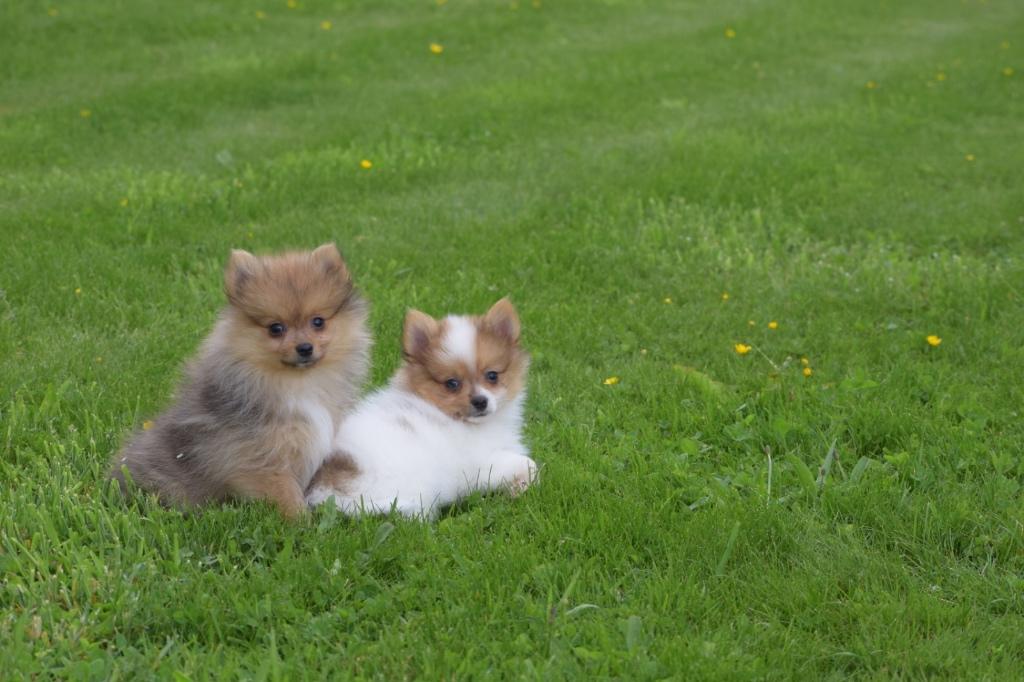 Keeshond dwergkees Spitz Pomeriaan pups, Dieren en Toebehoren, België, Keeshond, 8 tot 15 weken, Meerdere
