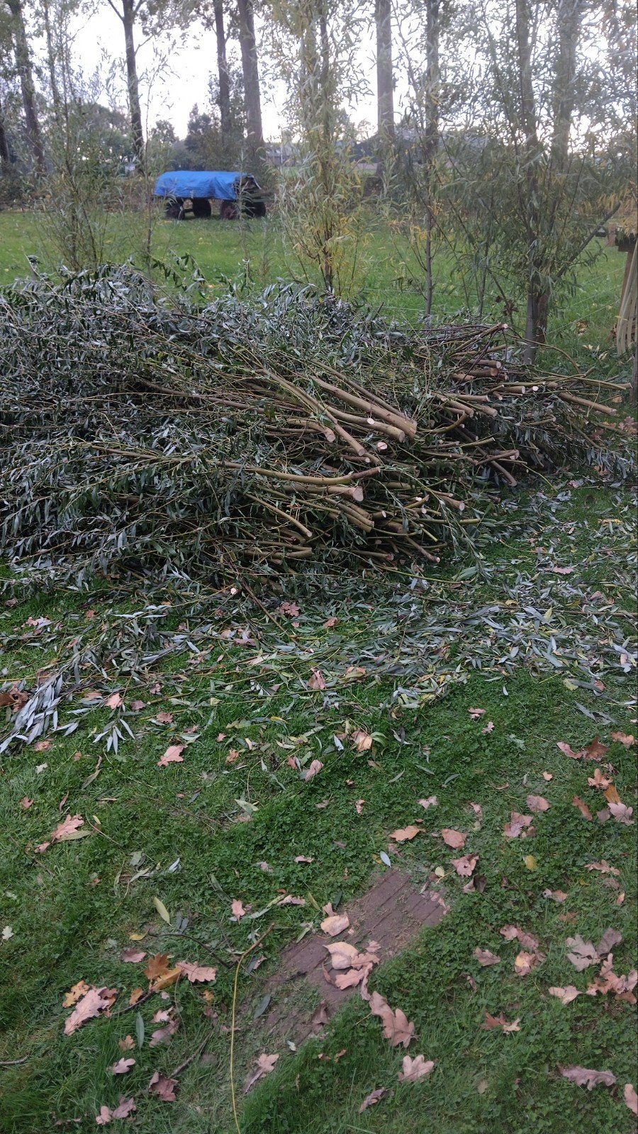 wilgentenen gratis afhalen, Ophalen, Volle zon, Overige soorten, Minder dan 100 cm