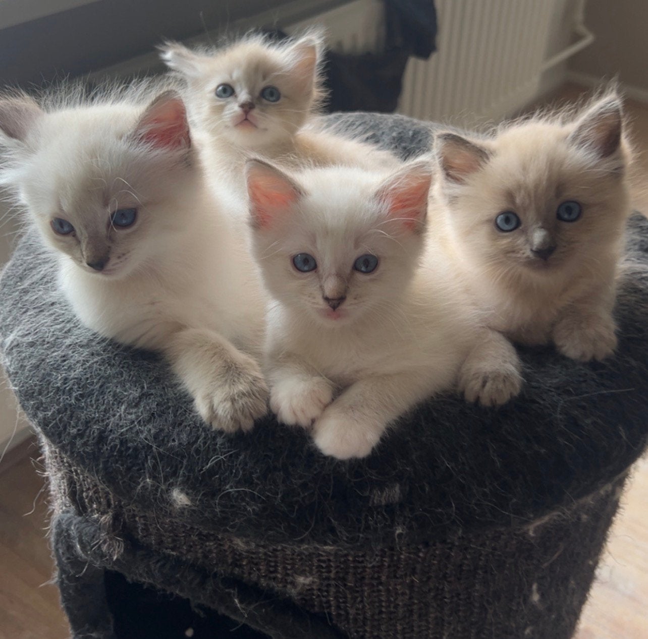 Prachtige ragdoll kittens, Kater, Ontwormd, 0 tot 2 jaar