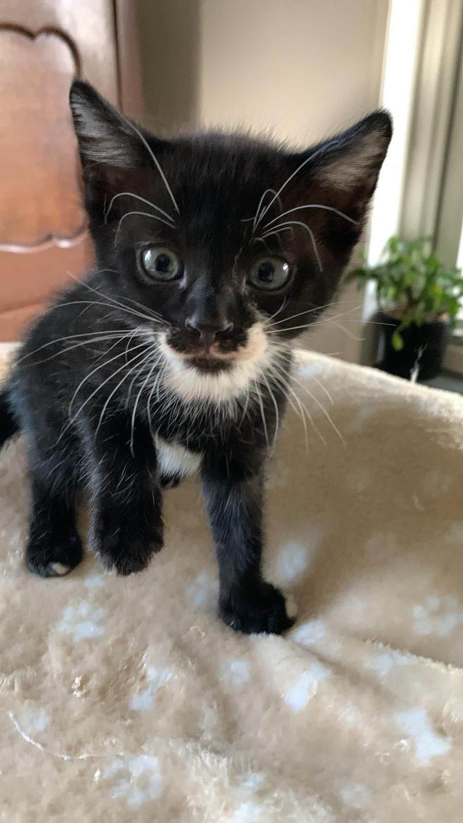 Bengaal x maine coon katertje, Kater