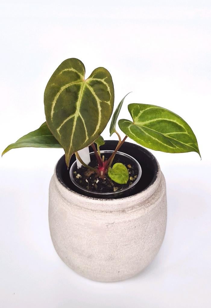 Anthurium Crystallinum Red Sinus x (KOS HU x Papillilaminum), Ophalen of Verzenden, Halfschaduw, Minder dan 100 cm