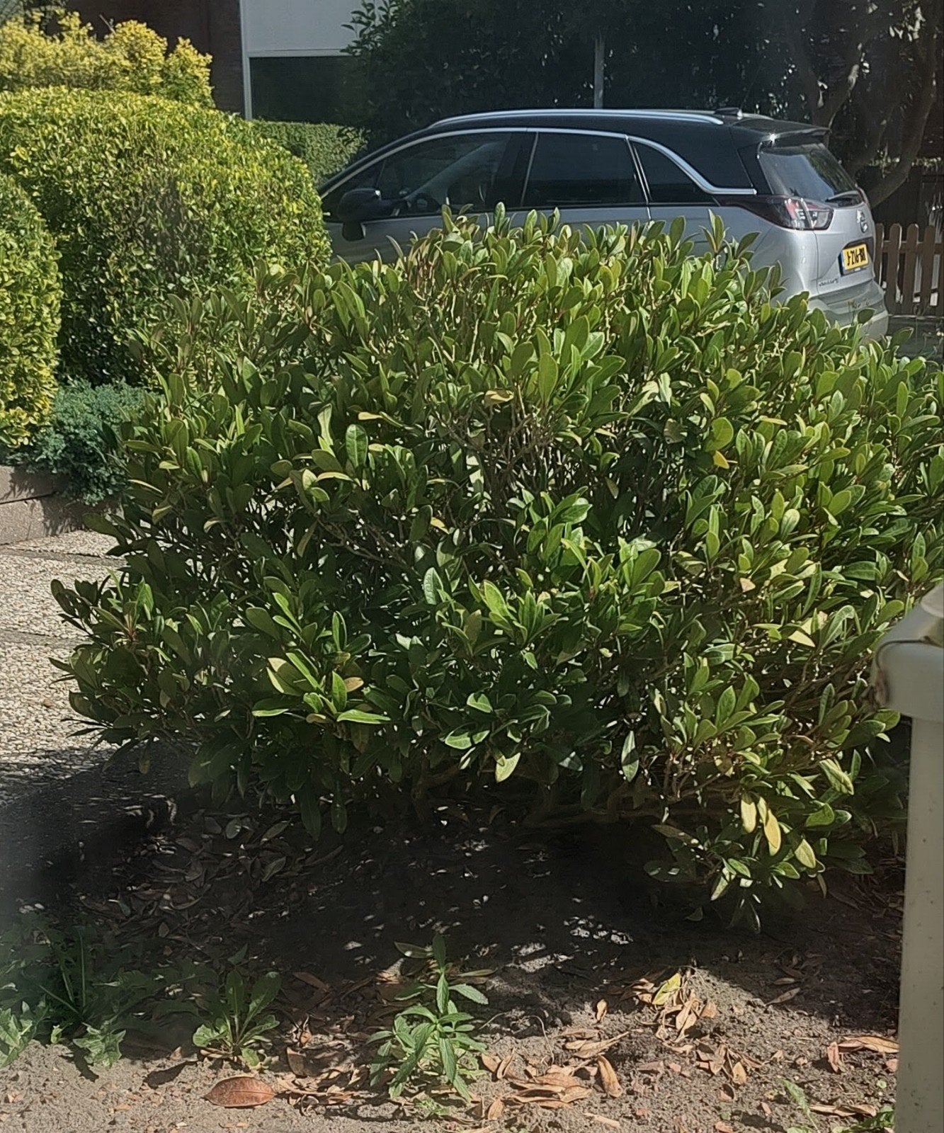 Heester -gratis-zelf uitgraven, Tuin en Terras, Ophalen, Rhododendron, Minder dan 100 cm