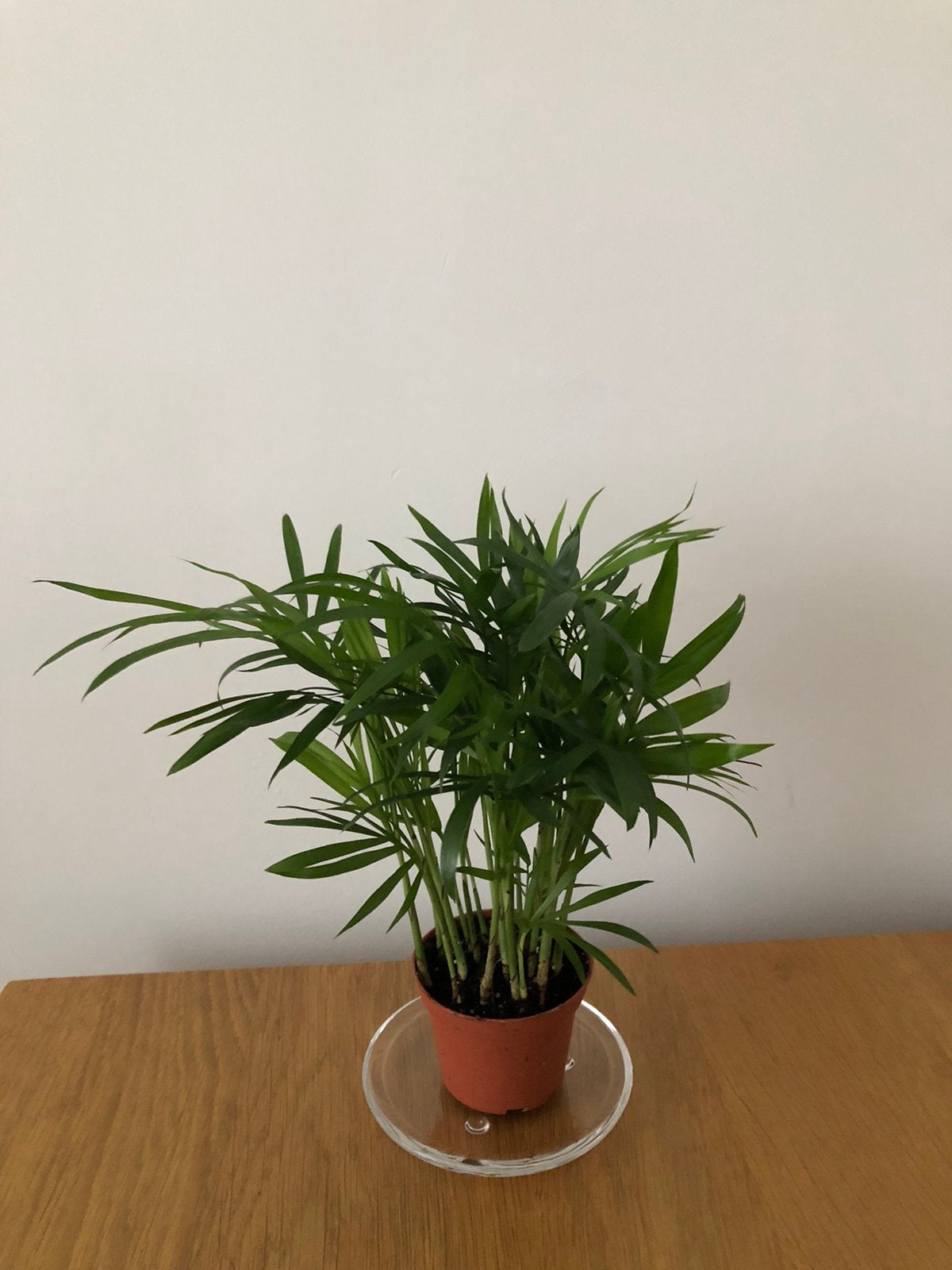 Palm mooi vol, Ophalen, Halfschaduw, Minder dan 100 cm