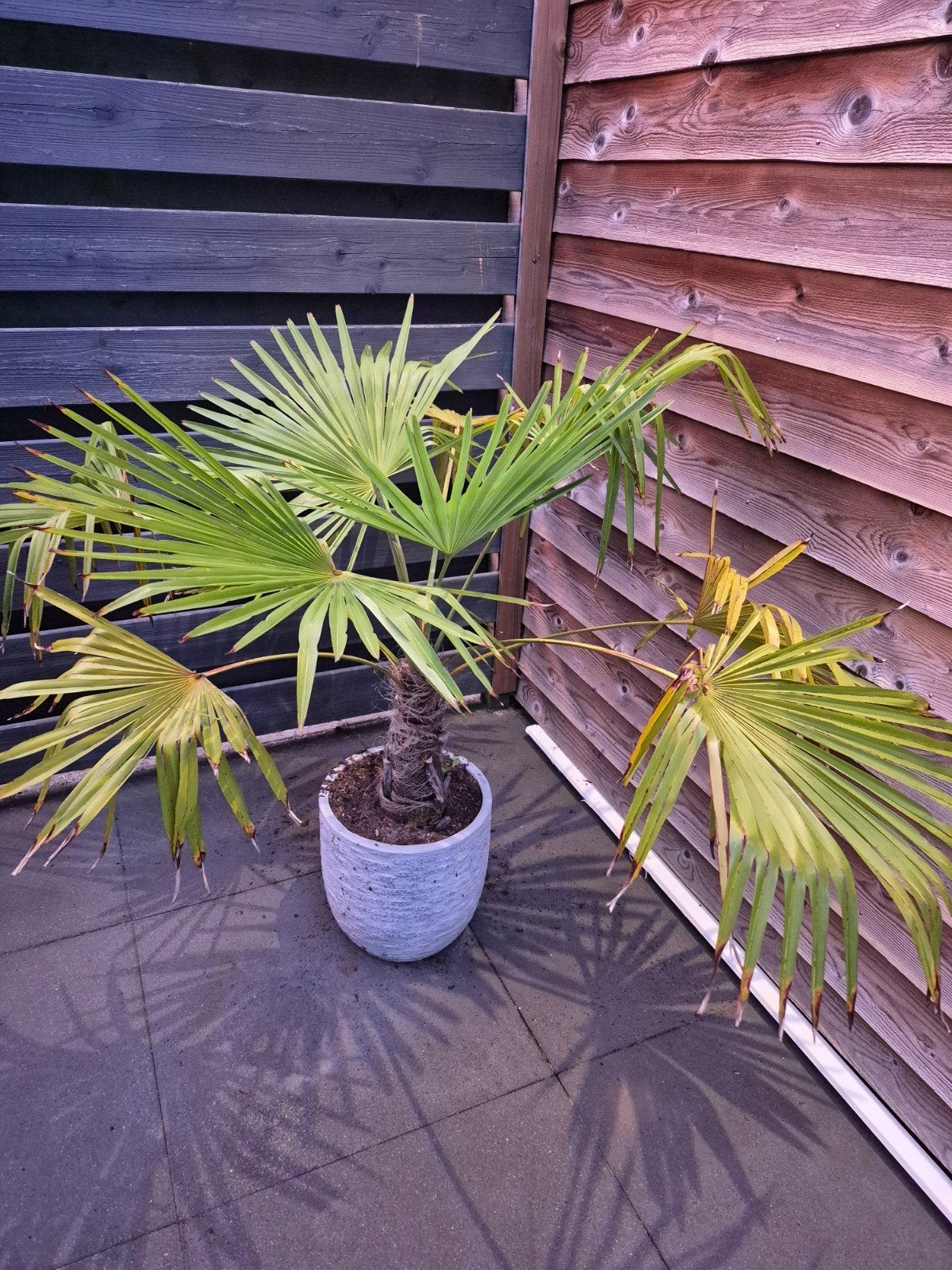 Palmboom voor in de tuin (exclusief pot), Ophalen, Bloeit niet, Overige soorten, Volle zon