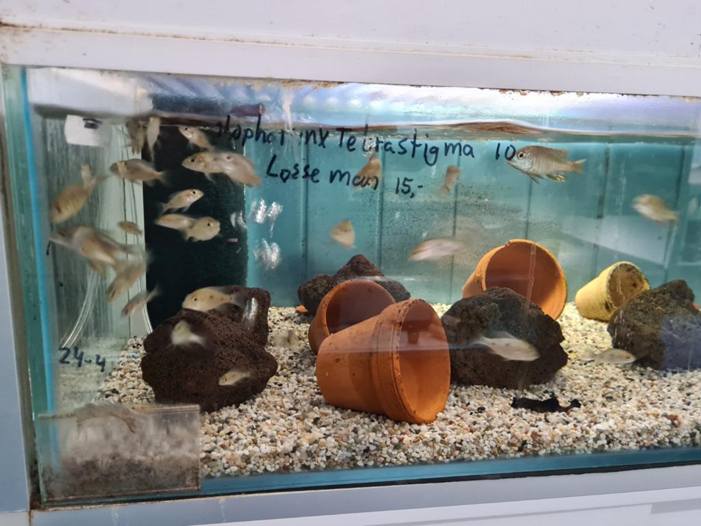 Otopharynx Tetrastigma Malawi Cichliden, Dieren en Toebehoren, Vissen | Aquariumvissen, Vis, Zoetwatervis