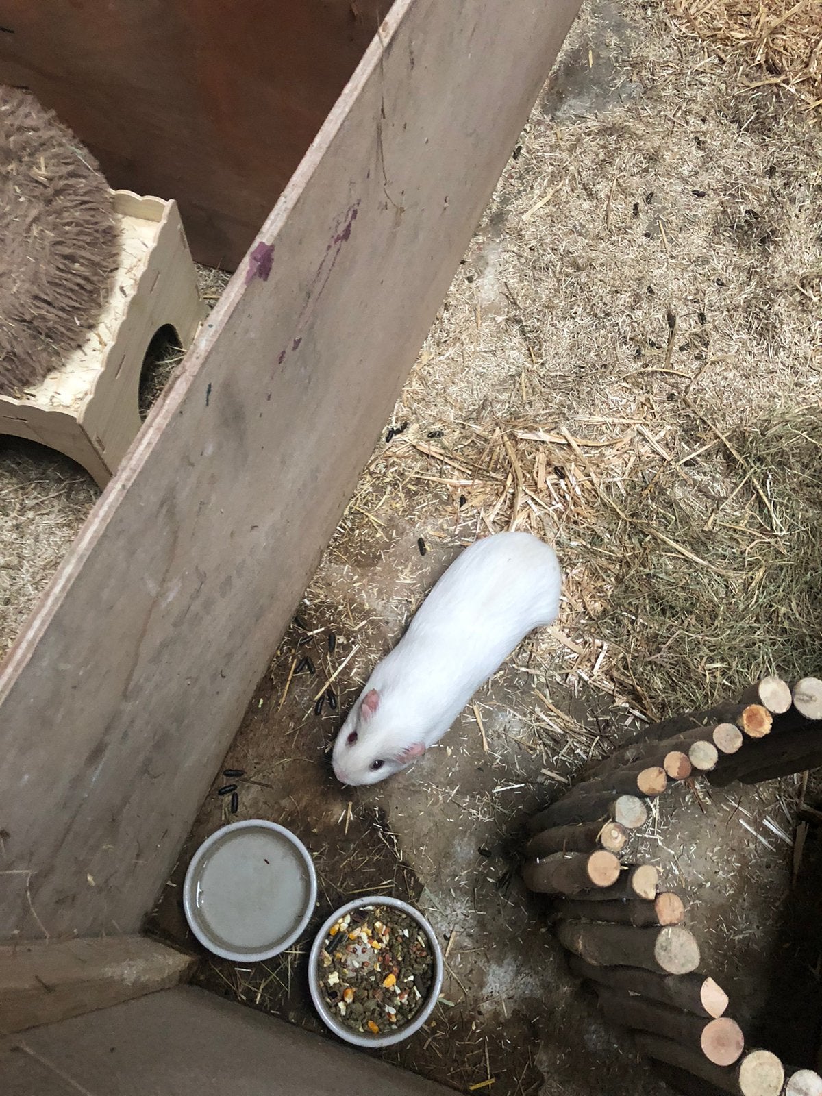 2 mannetjes cavia’s, Cavia, Mannelijk, Juli, Tam