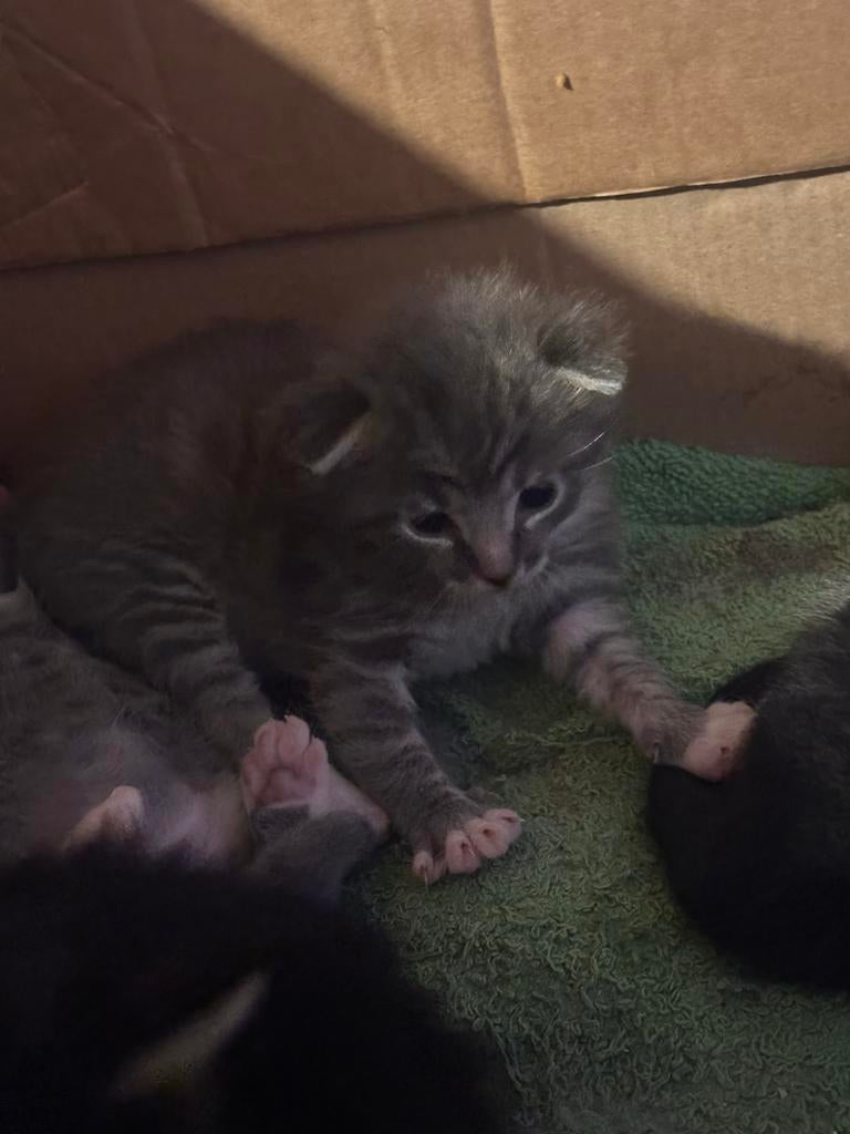 2 kittens te koop, Meerdere dieren