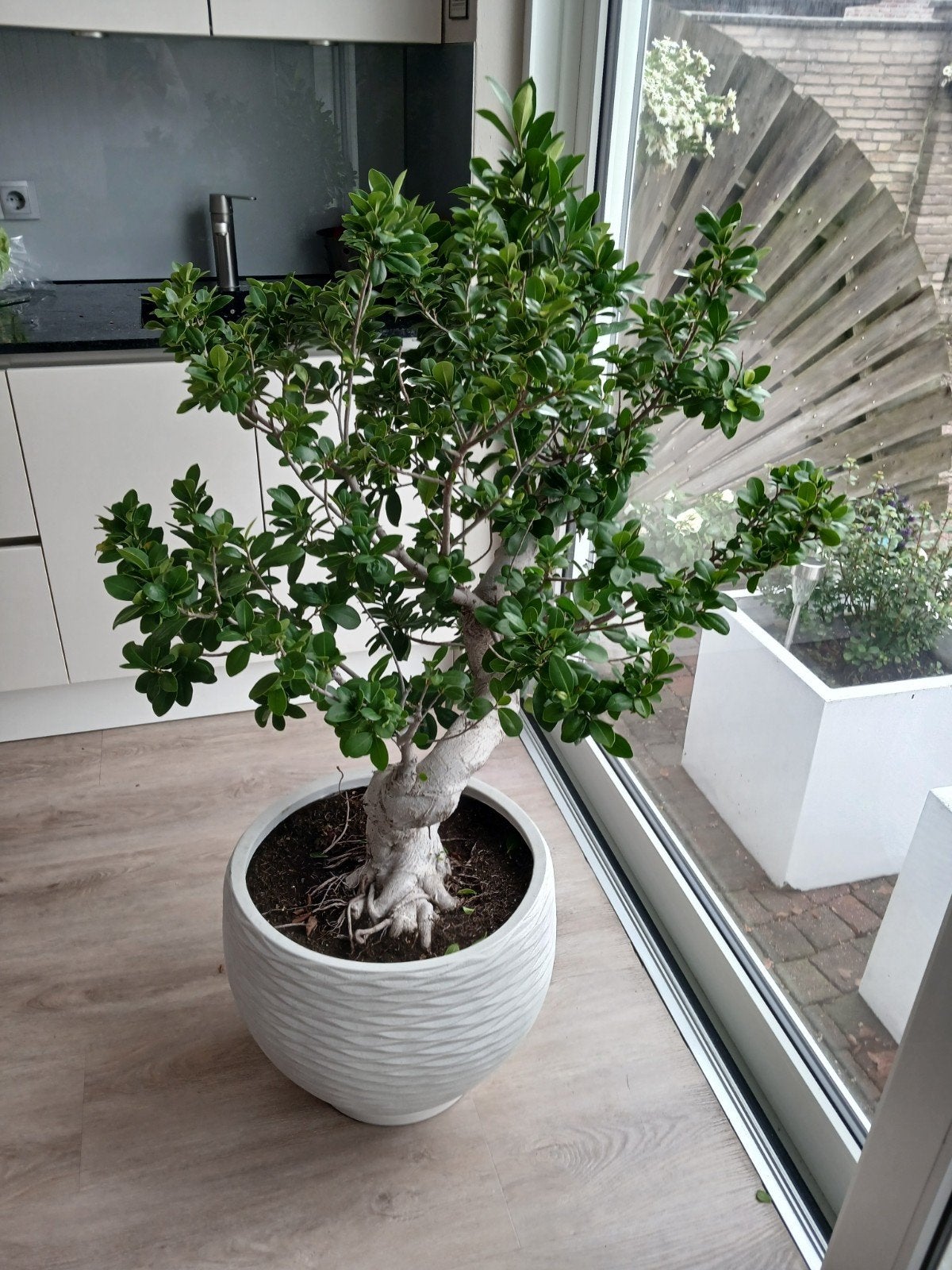 Prachtige Ficus Bonsai - 140cm hoog, 30cm stamomtrek, Huis en Inrichting, Ophalen, Ficus, 100 tot 150 cm, Halfschaduw