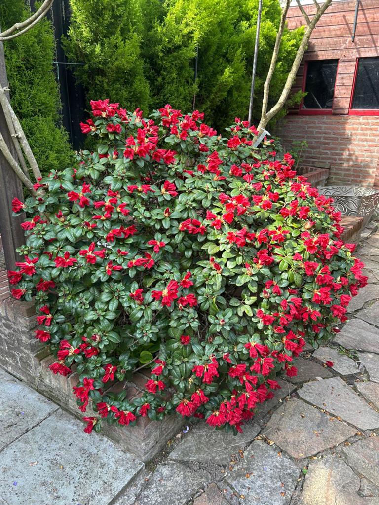 Prachtige Rhododendron met dieprode bloemen, Tuin en Terras, Planten | Bomen, Ophalen of Verzenden, Volle zon, Overige soorten