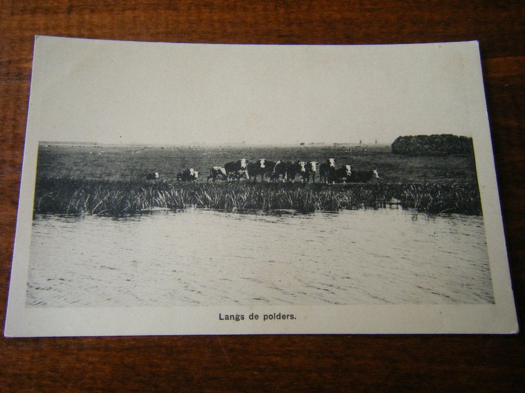 U41 - Polder - Sloot - Koeien - Mooi/Oud, Ophalen of Verzenden, 1940 tot 1960, Zuid-Holland