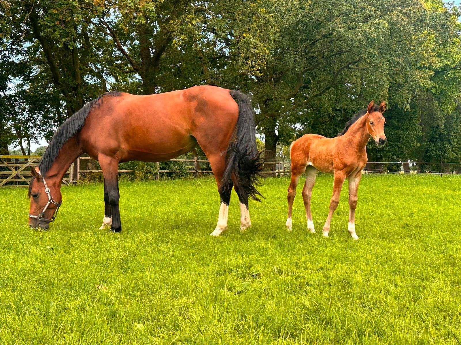 Jonge fok(sport)merrie met Cascais Junior DG merrie veulen, Dieren en Toebehoren, Paarden, Merrie, Springpaard, Met stamboom, 3 tot 6 jaar