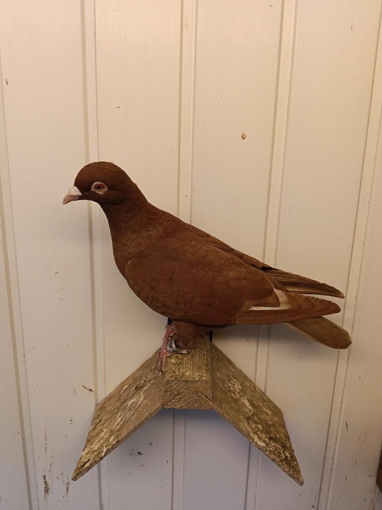 3 kleur postduiven, Dieren en Toebehoren, Meerdere dieren, Postduif