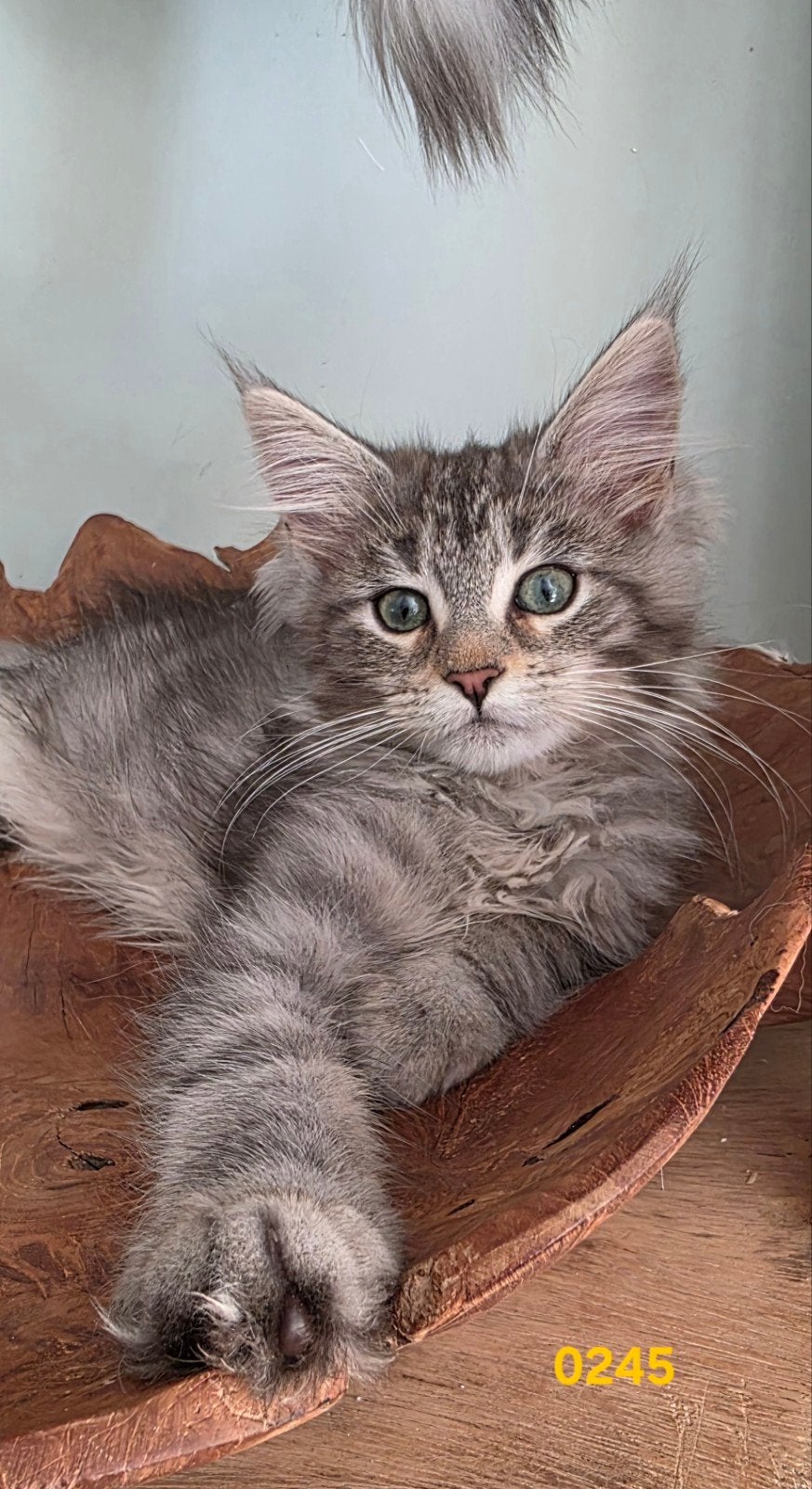 Maine Coon kittens met stamboom uit breed geteste ouders, Poes, Met stamboom, 0 tot 2 jaar