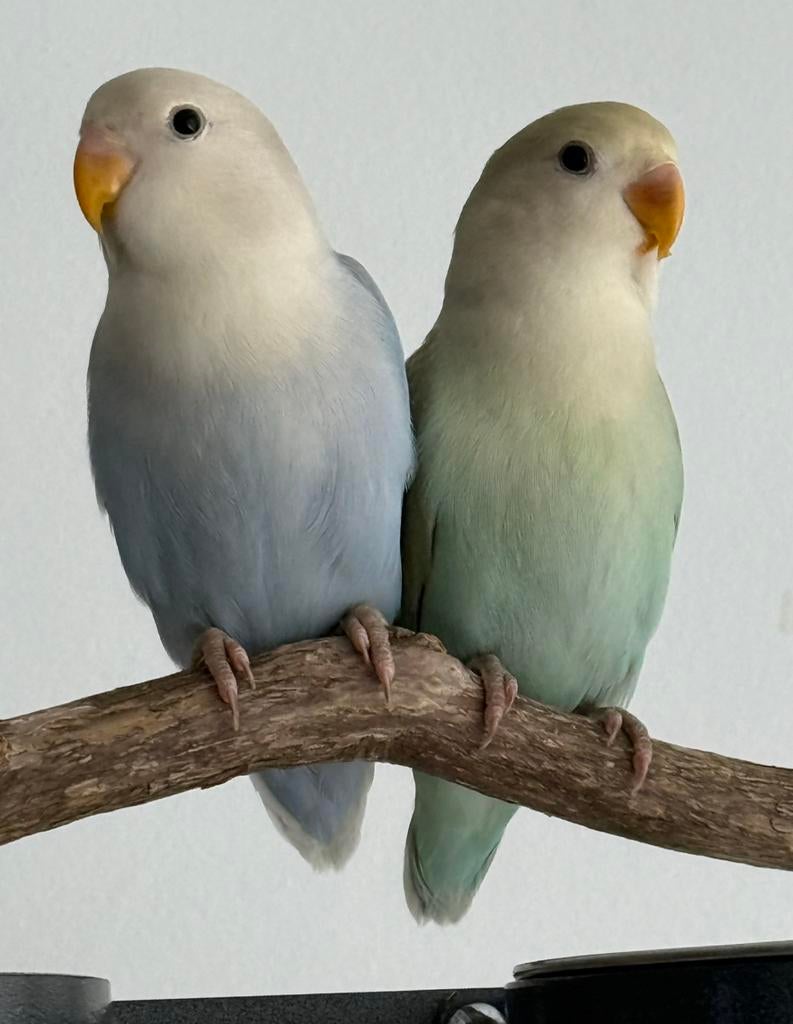 Agapornis Dwergpapegaai Lovebird pop, Dieren en Toebehoren, Vogels | Parkieten en Papegaaien, Vrouwelijk, Dwergpapegaai of Agapornis