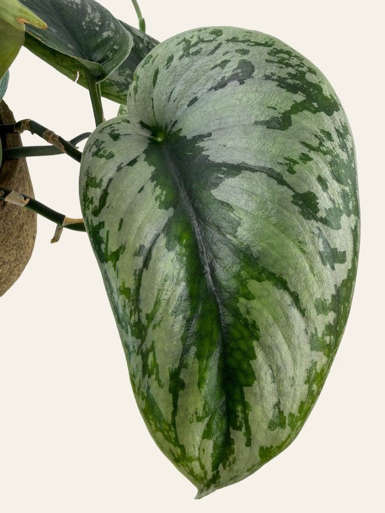 Scindapsus Trebie p12, Huis en Inrichting, Kamerplanten, Ophalen of Verzenden, Halfschaduw, Minder dan 100 cm