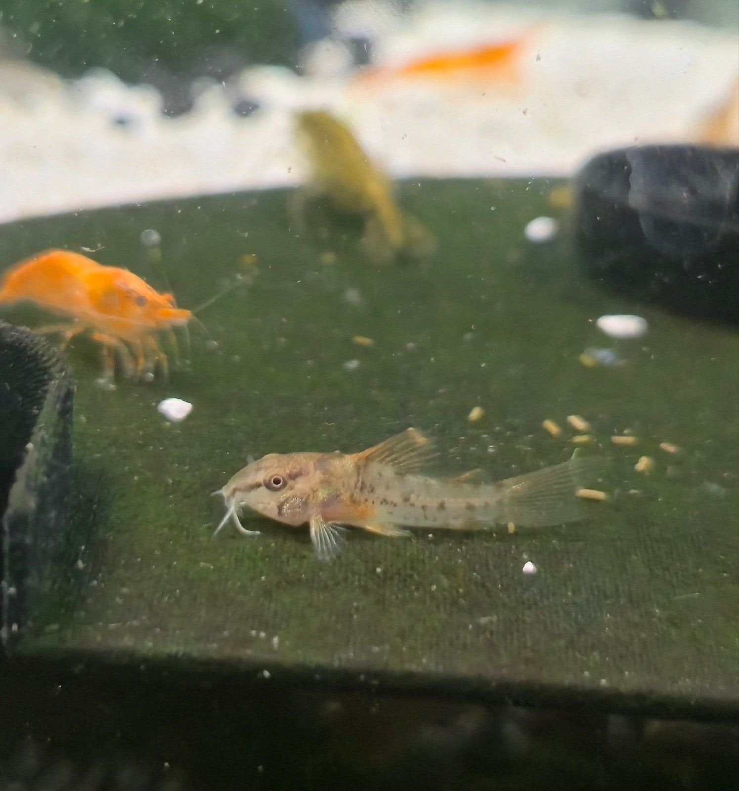 Corydora Aeneus jonkies, Dieren en Toebehoren, Vis, Zoetwatervis