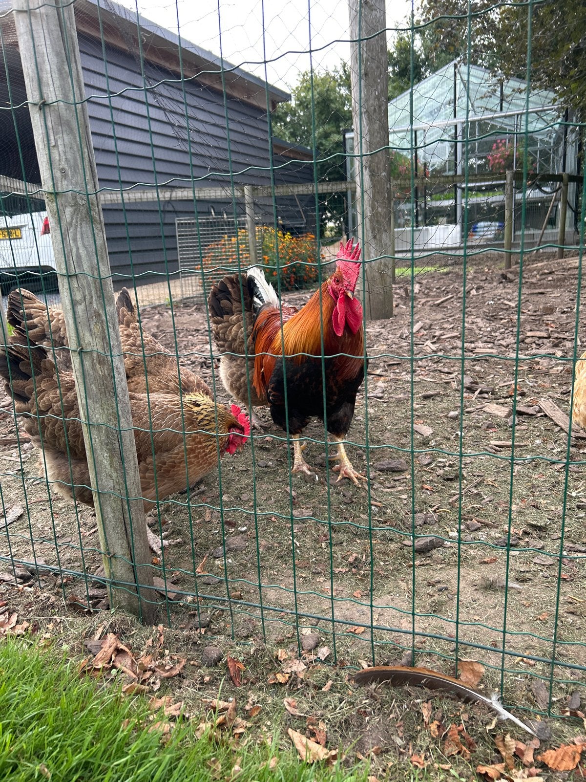 Koppeltje mooie kippen, Dieren en Toebehoren, Pluimvee