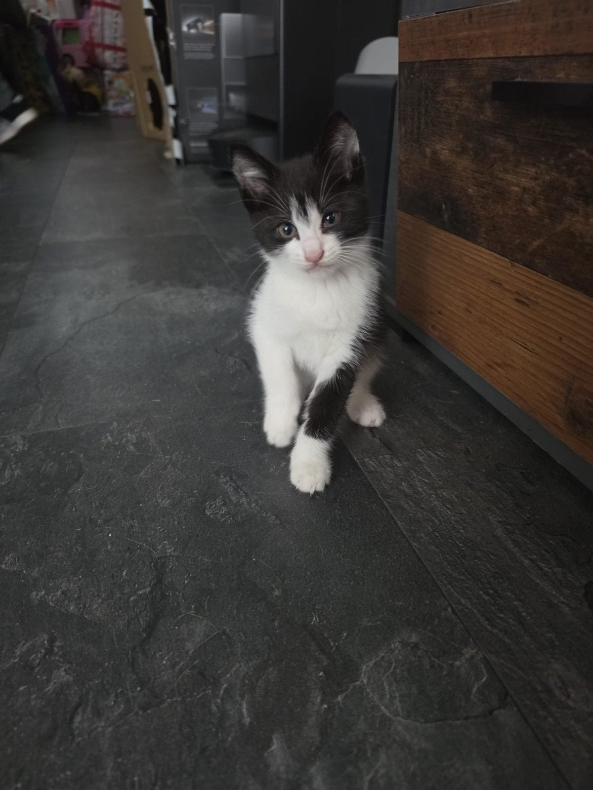 3 lieve kittens nog 1 beschikbaar !!, Meerdere dieren, 0 tot 2 jaar