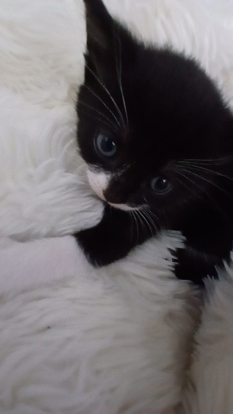 Schitterende kittens, Meerdere dieren
