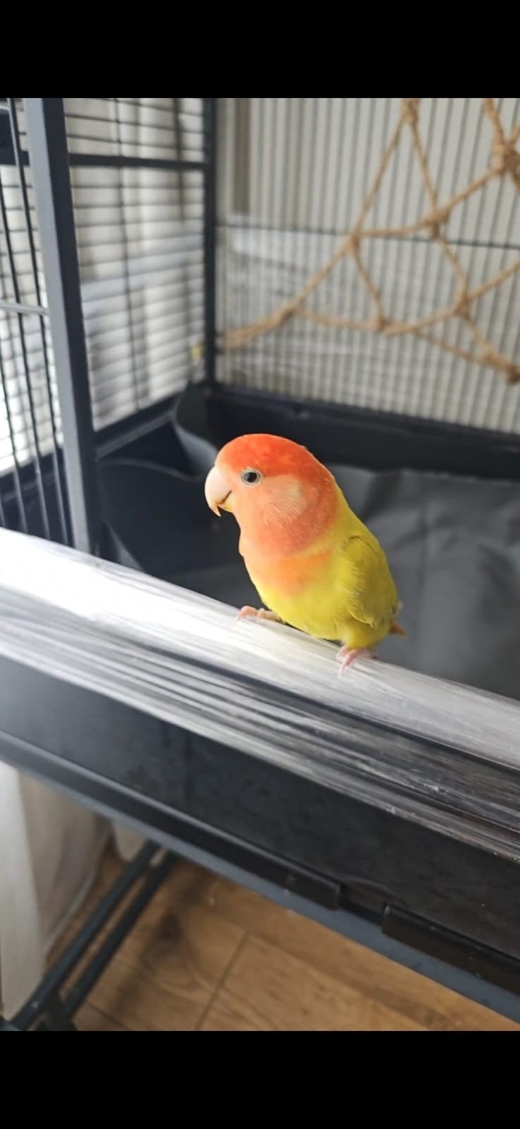 VERMIST! Tamme dwergpapegaai Sunny, Dieren en Toebehoren, Vrouwelijk, Parkiet
