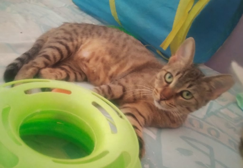 3 zeer leuke kittens, geholpen/chip/ingeent/ontwormd/getest, Dieren en Toebehoren, Meerdere dieren, Kortharig, 0 tot 2 jaar
