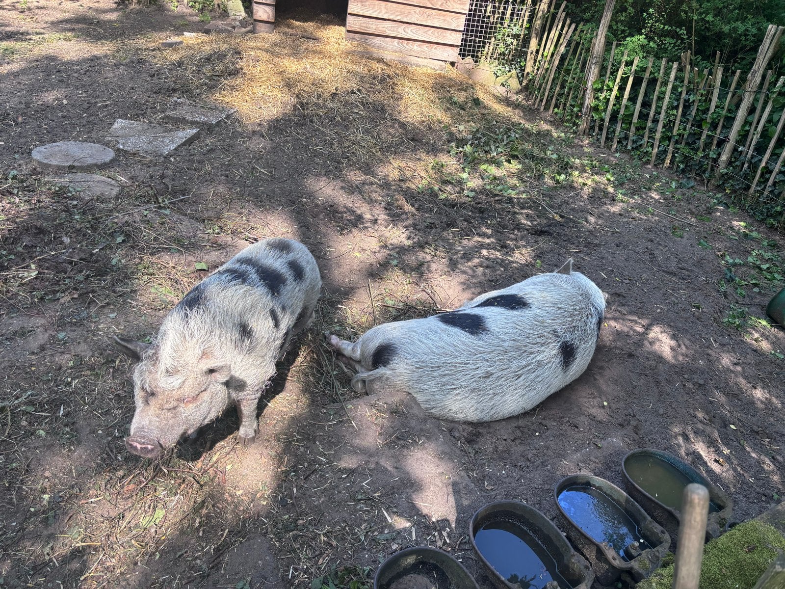 Tamme Varkens gratis, Meerdere dieren, Geit