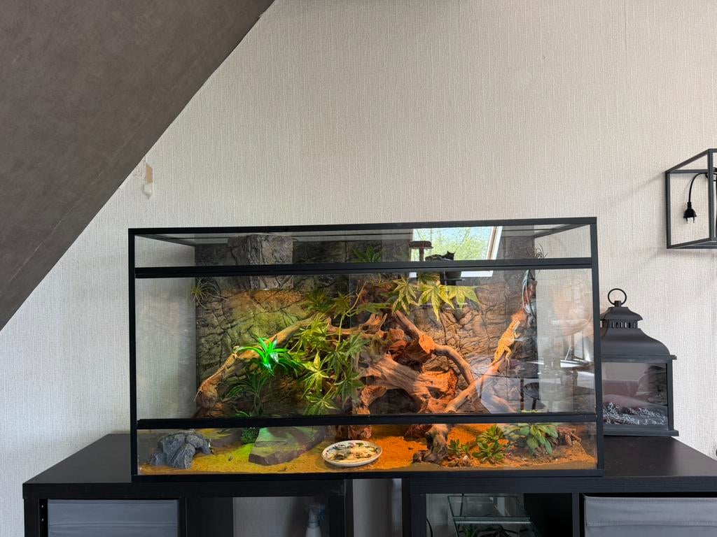 Terarium met 2 jonge baardagamen, Dieren en Toebehoren, Ophalen, Zo goed als nieuw