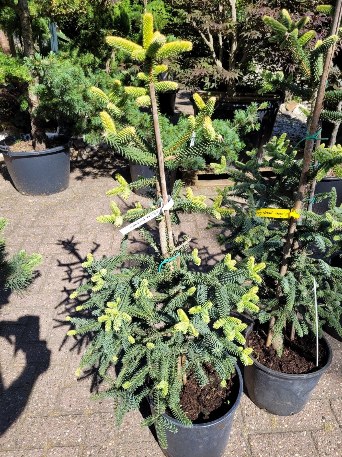 Spaanse zilverspar 'Serenna' (Abies pinsapo 'Serenna'), Volle zon, Vaste plant, Bloeit niet, Ophalen