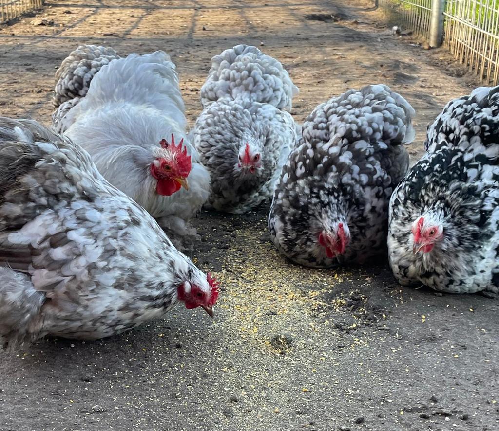 Cochin kriel, geparelde variaties, broedeieren., Dieren en Toebehoren, Geslacht onbekend, Kip