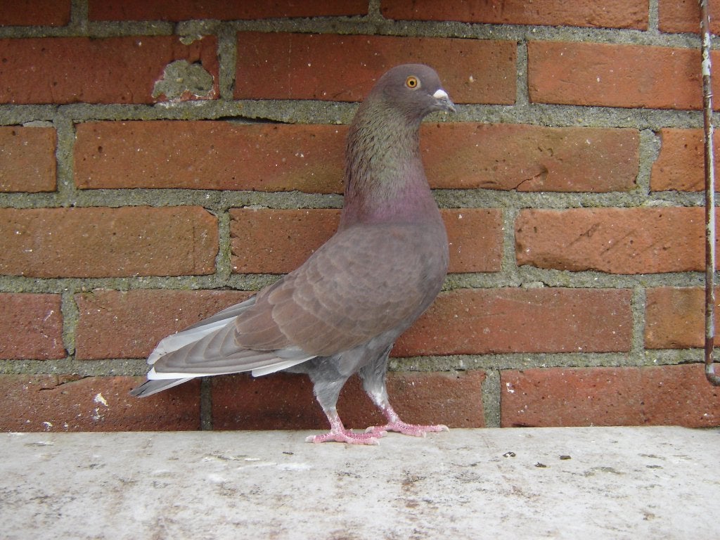 Sierduif '', Mannelijk, Overige soorten