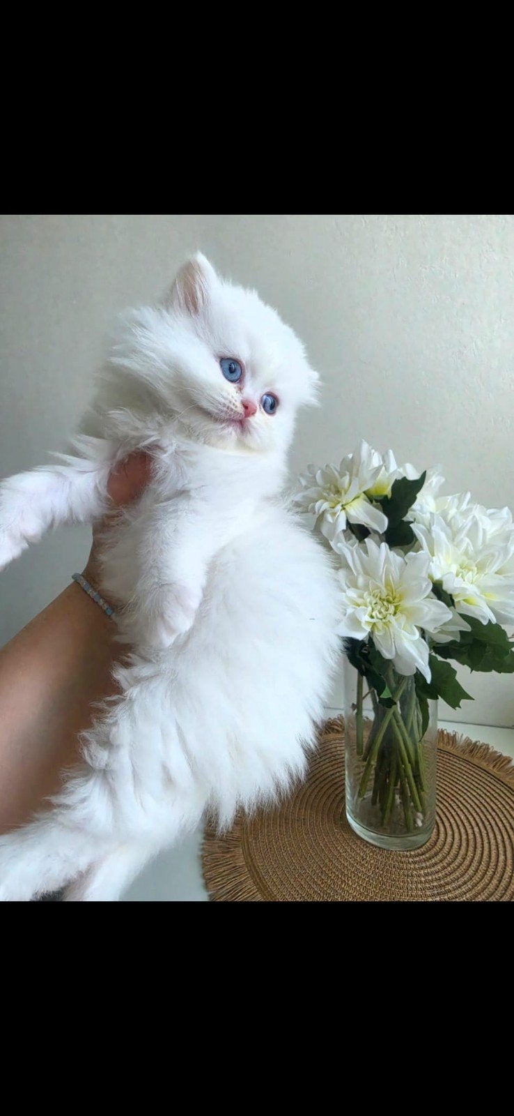 Op 30 maart heeft onze poes Brits korthaar 4 prachtige kitte, Dieren en Toebehoren, Katten en Kittens | Raskatten | Langhaar