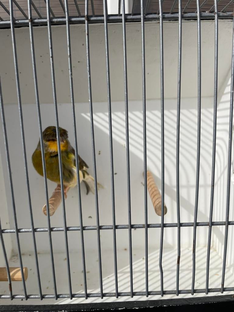 Gloster kanarie man, Mannelijk, Kleurkanarie