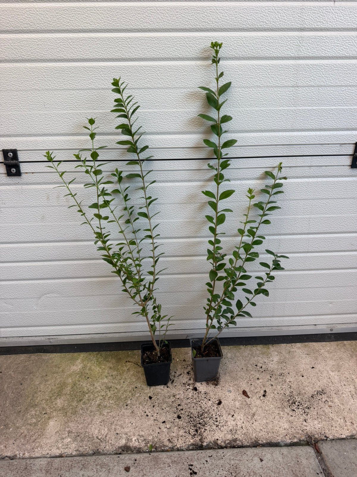 Liguster ligustrum ovalifolium groenblijvende liguster, Tuin en Terras, Ophalen of Verzenden, Liguster, Minder dan 100 cm