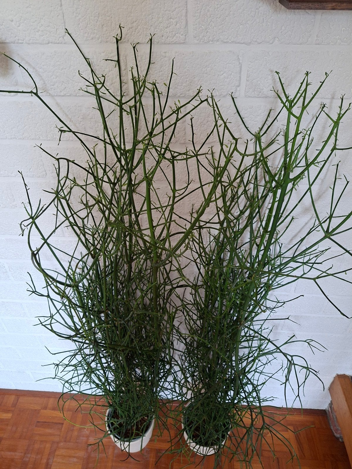 3 bijzondere EUPHORBIA TIRRUCALLI planten., Ophalen, Halfschaduw, Minder dan 100 cm