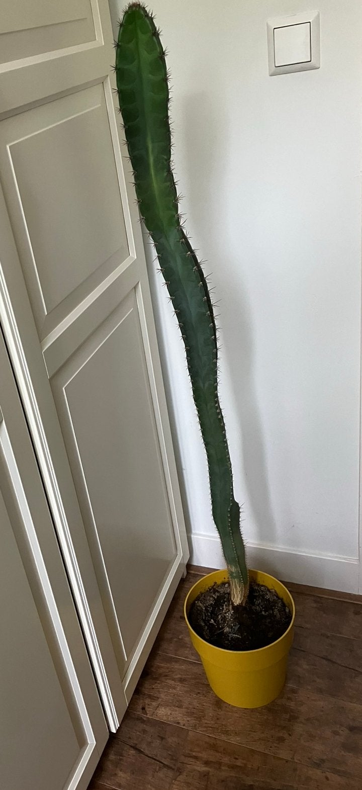 Cactus ruim 1 meter - zonder pot, Ophalen, Cactus, Volle zon