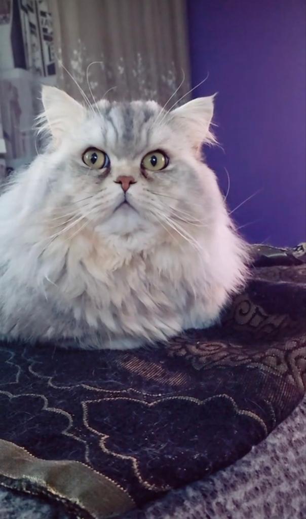Te koop: lieve kater (12 manden oud), Dieren en Toebehoren, Katten en Kittens | Raskatten | Langhaar, Kater