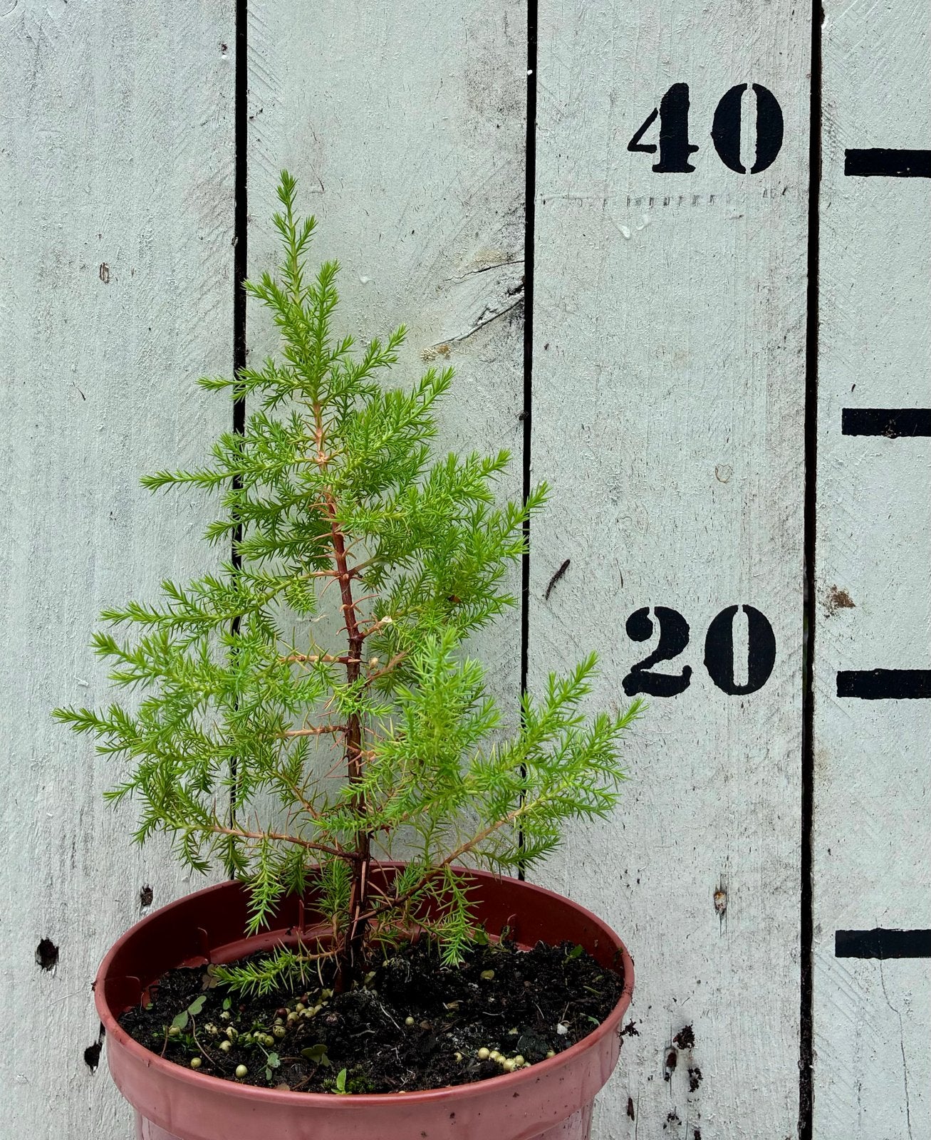 Cupressus cashmeriana - Bhutan Cipres, Volle zon, Vaste plant, Bloeit niet, Ophalen