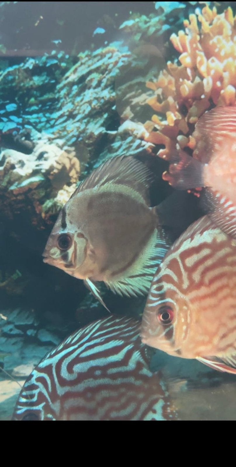 Discisvissengroep (ruilen voor garnalen of iets mag ook), Kreeft, Krab of Garnaal