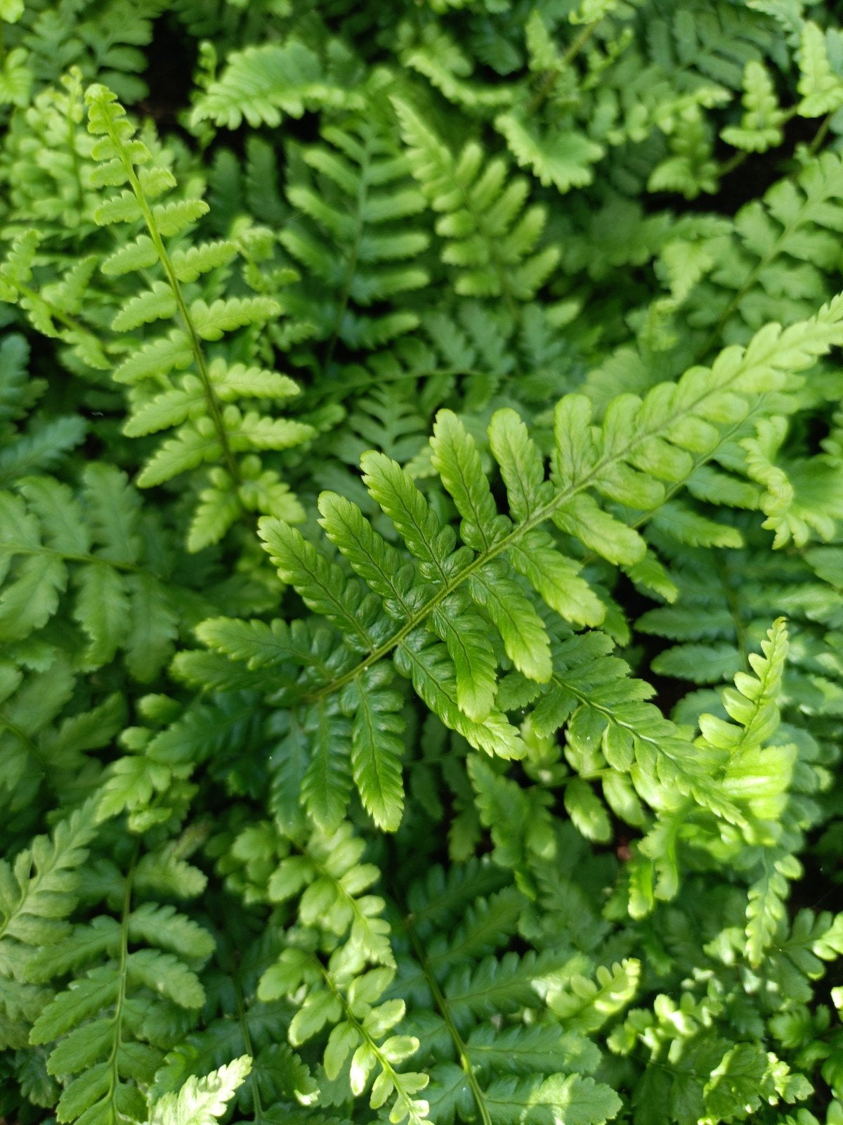 Dryopteris affinis - Varen in 9 cm pot, Ophalen of Verzenden, Overige soorten