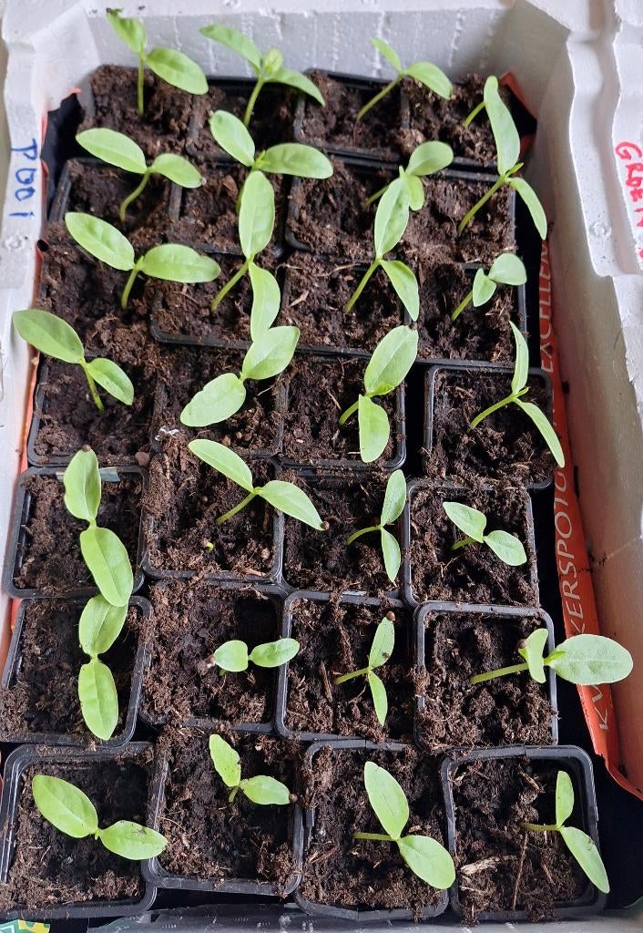 Surinaamse groente planten, Volle zon, Eenjarig, Zomer, Ophalen
