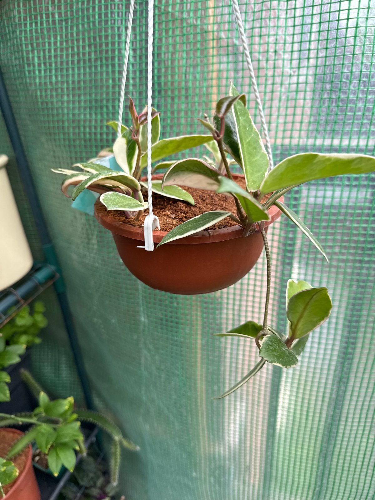 Hoya Carnosa 'Flamingo Dream, Vaste plant, Ophalen of Verzenden, Halfschaduw, Klimplanten