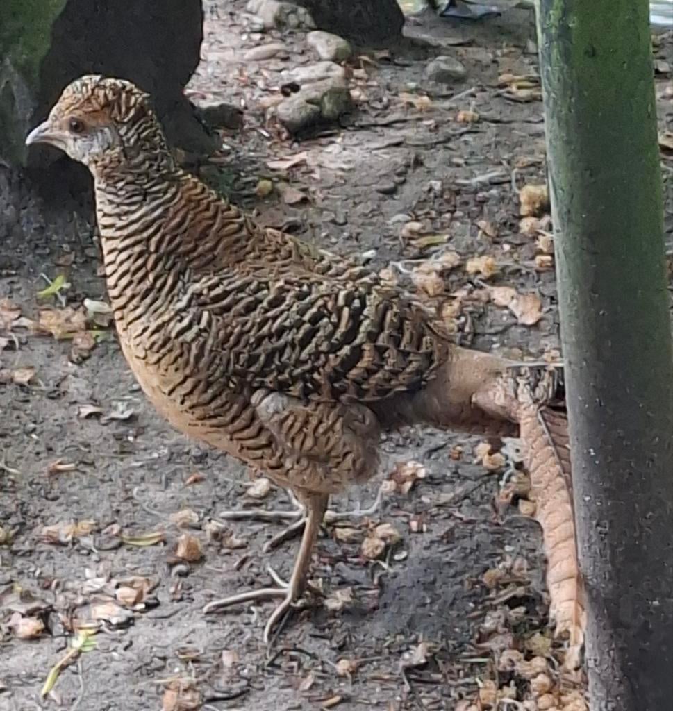Goudfazant hen, Dieren en Toebehoren, Vrouwelijk, Overige soorten