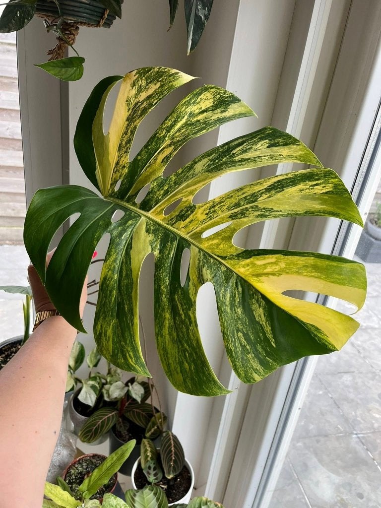 Monstera Aurea Variegated cutting #6, Huis en Inrichting, Kamerplanten, Ophalen of Verzenden, Halfschaduw, Minder dan 100 cm