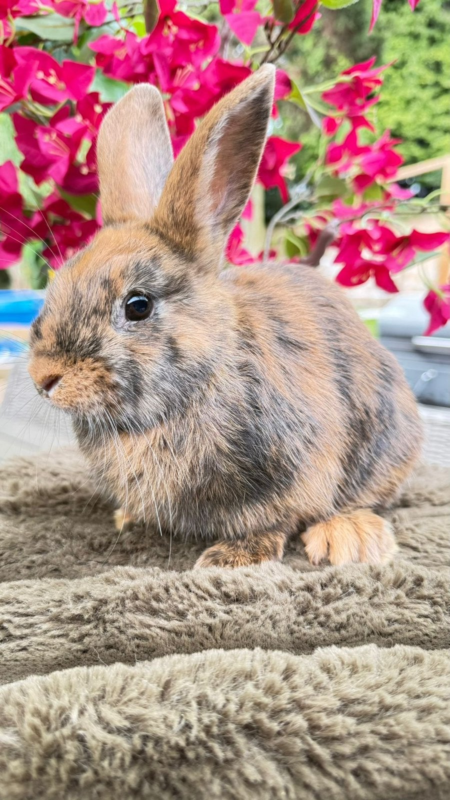 Lieve voedster., Meerdere dieren, Dwerg