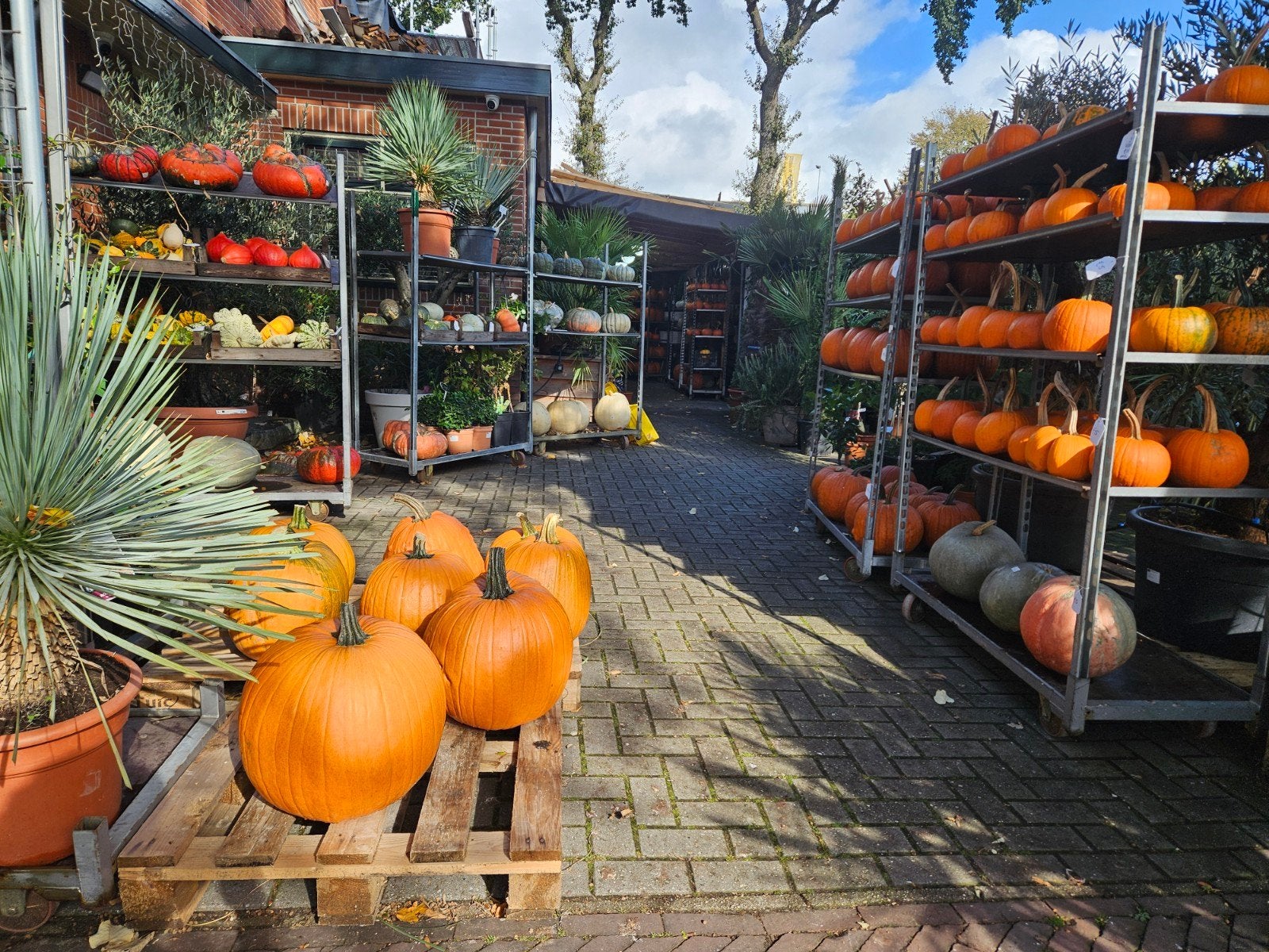 Pompoenen, eetbaar, decoratie of Halloween, Ophalen