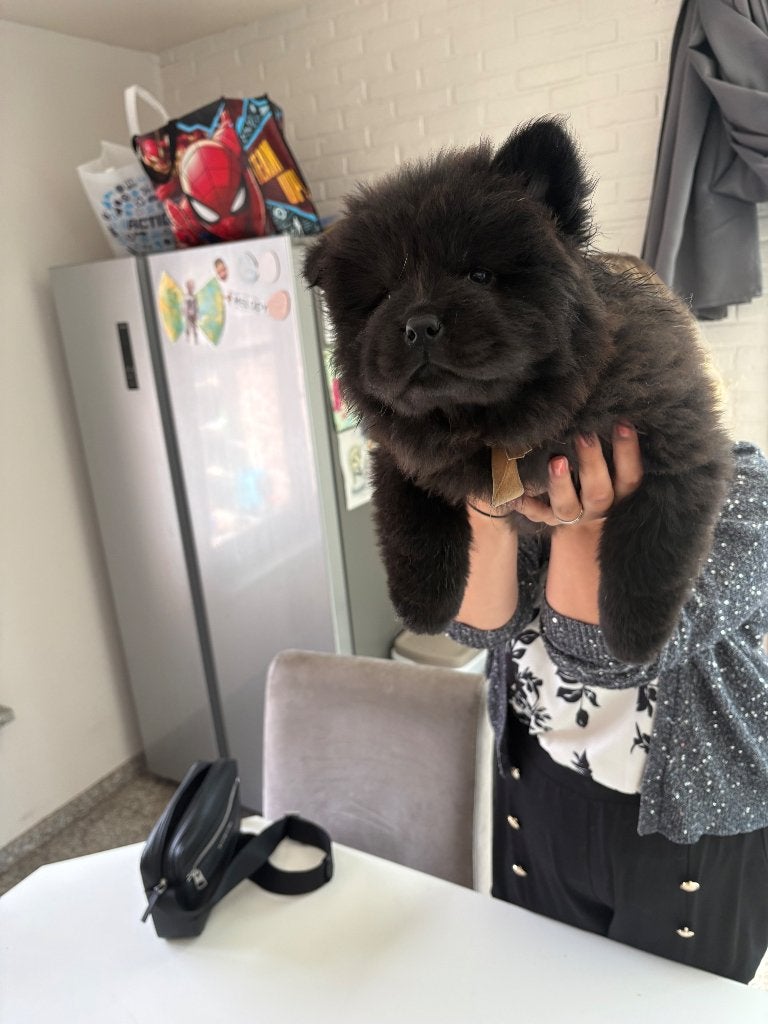 Chow Chow pupje, België, Particulier, Overige rassen, 8 tot 15 weken