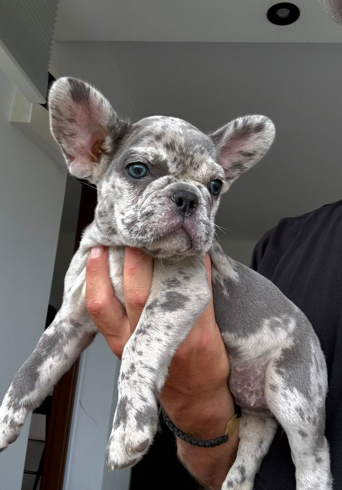Prachtige Merle Franse Bulldog pups 12 weken Reutje & Teefje, Dieren en Toebehoren, 8 tot 15 weken, Parvo, Bulldog, Meerdere